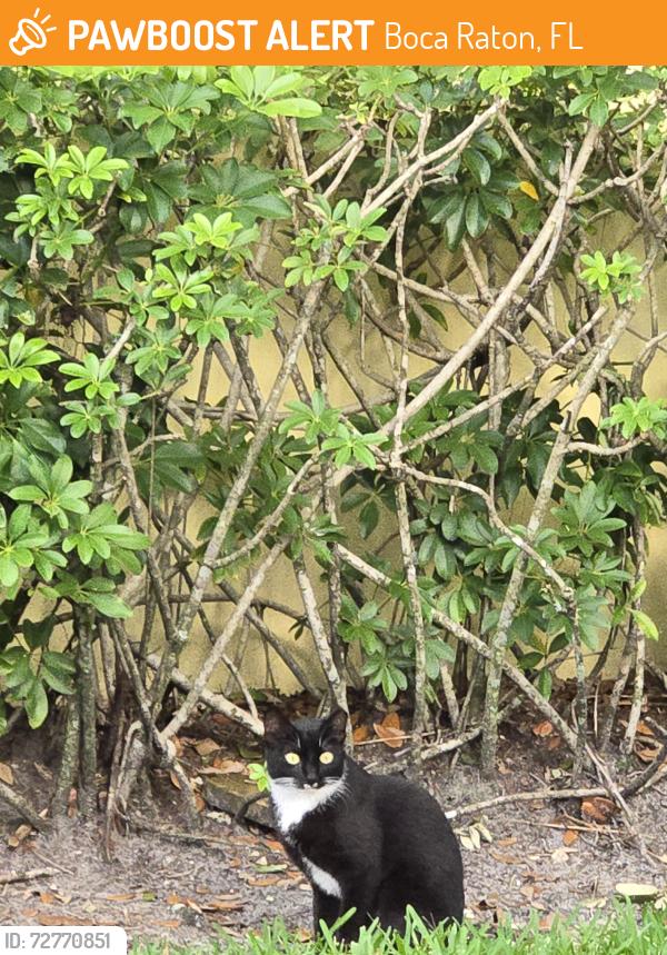 Found/Stray Unknown Cat last seen Charleston Place. SW 18TH ST BOCA, Boca Raton, FL 33486