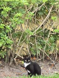Found/Stray Unknown Cat last seen Charleston Place. SW 18TH ST BOCA, Boca Raton, FL 33486