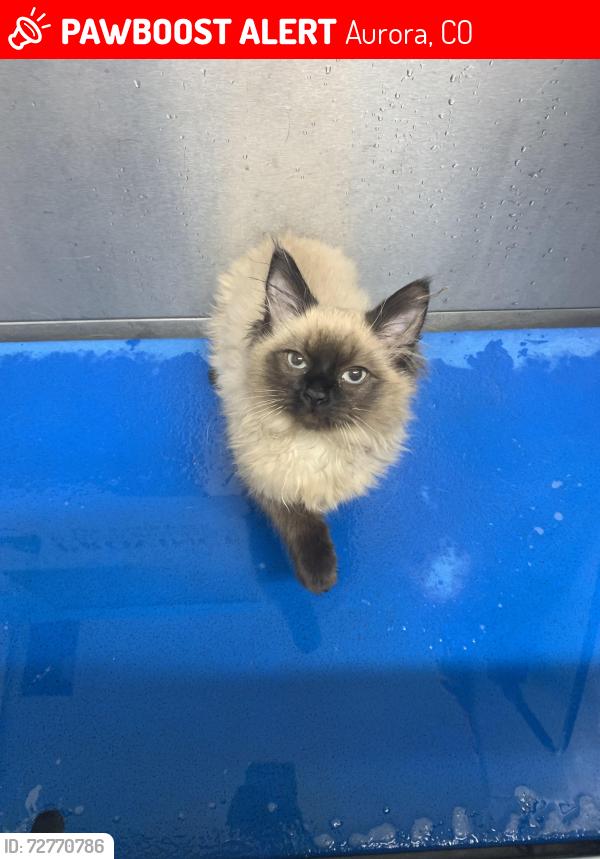 Lost Male Cat last seen Near E Alameda Ave Aurora, CO  80012, Aurora, CO 80011
