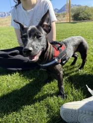 Lost Male Dog last seen North of Tangerine, Oro Valley, AZ 85755