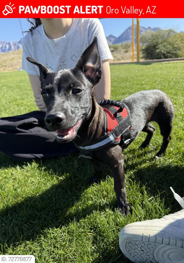 Lost Male Dog last seen North of Tangerine, Oro Valley, AZ 85755