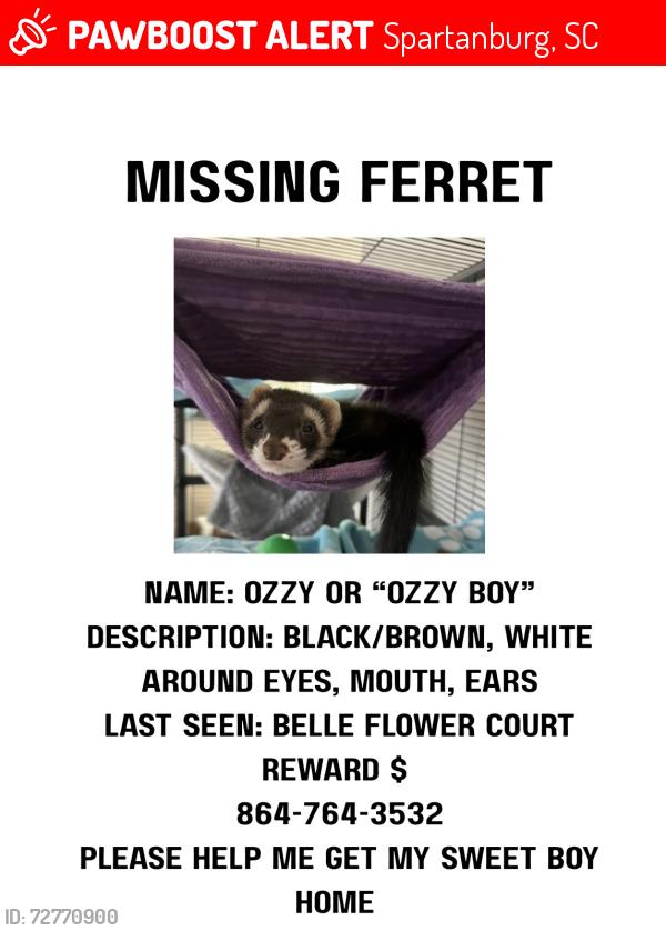 Lost Male Ferret last seen Holly run ct , Spartanburg, SC 29303