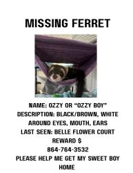 Lost Male Ferret last seen Holly run ct , Spartanburg, SC 29303