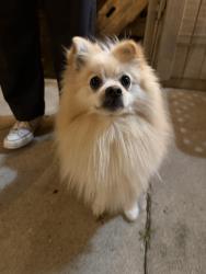 Found/Stray Male Dog last seen Coloma and oak ridge, Roseville, CA 95661