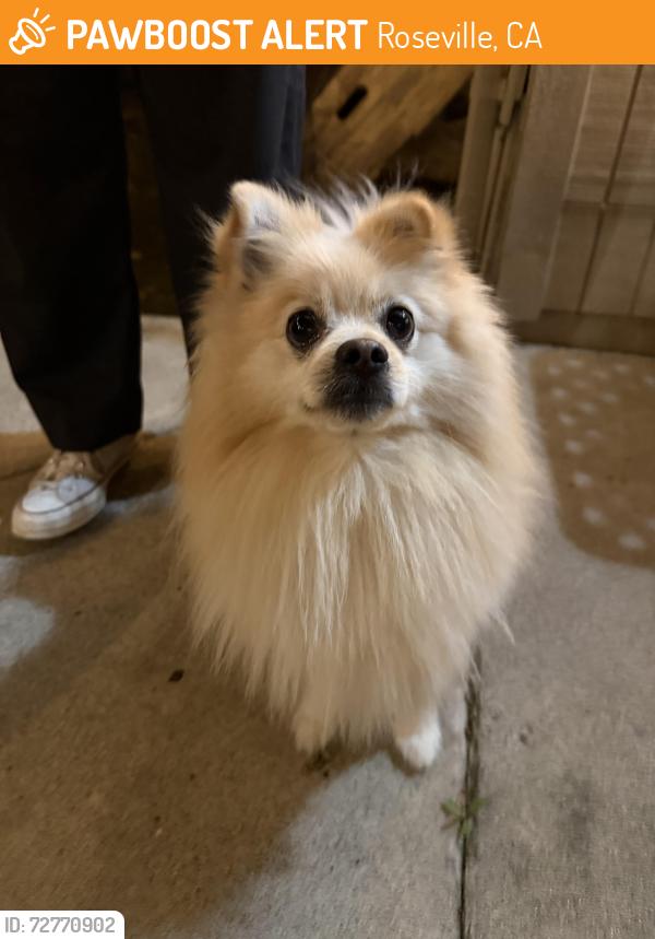 Found/Stray Male Dog last seen Coloma and oak ridge, Roseville, CA 95661