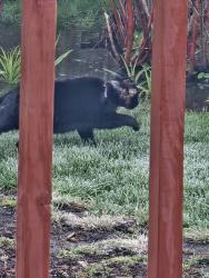 Found/Stray Unknown Cat last seen Buffalo Grove Rd. and Dundee Rd., Buffalo Grove, IL 60089