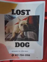 Lost Male Dog last seen Chickasaw ave & miller in Fort Worth across from hwy287., Fort Worth, TX 76119