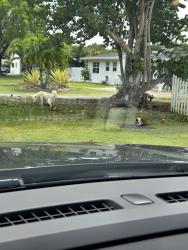 Found/Stray Unknown Dog last seen Near ave 296 street , Homestead, FL 33030