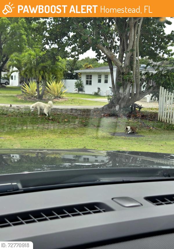 Found/Stray Unknown Dog last seen Near ave 296 street , Homestead, FL 33030