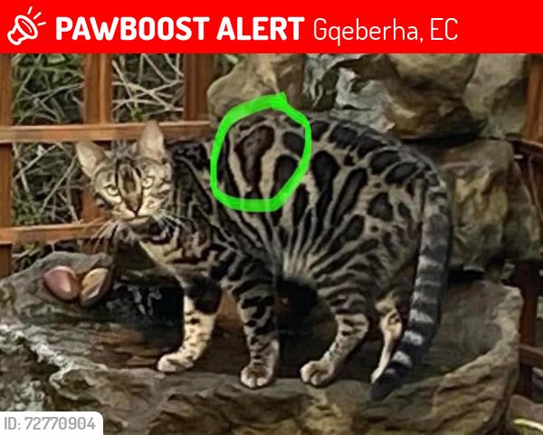 Lost Female Cat last seen Bluewater Bay, Gqeberha, EC 