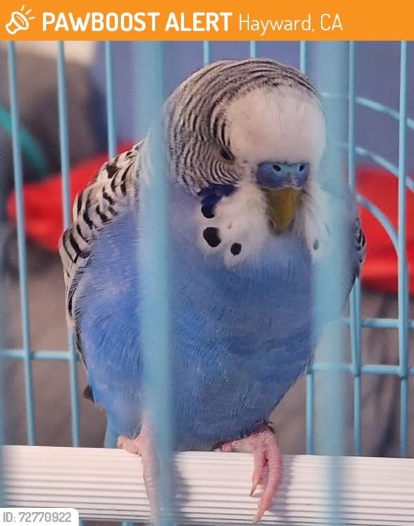 Found/Stray Male Bird last seen near costco and mt Eden, Hayward, CA 94545