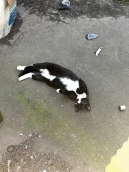 Lost Male Cat last seen Calder road near the big baseball field, League City, TX 77573