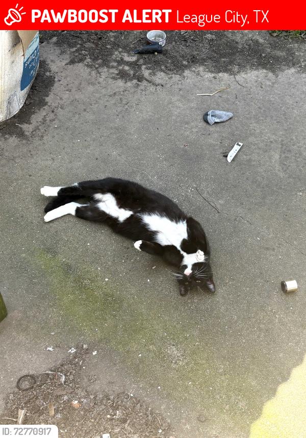 Lost Male Cat last seen Calder road near the big baseball field, League City, TX 77573
