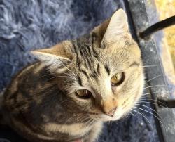 Lost Female Cat last seen William B. Pond, Carmichael, CA 95608