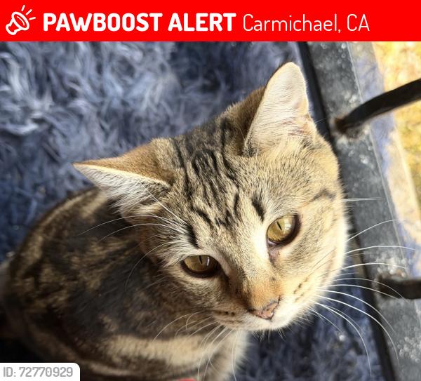 Lost Female Cat last seen William B. Pond, Carmichael, CA 95608