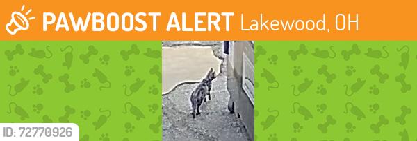 Found/Stray Unknown Cat last seen Arthur and Madison avenue in Lakewood Ohio, Lakewood, OH 44107