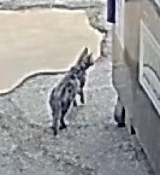 Found/Stray Unknown Cat last seen Arthur and Madison avenue in Lakewood Ohio, Lakewood, OH 44107