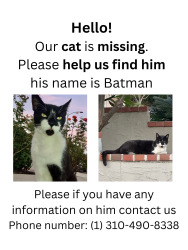 Lost Male Cat last seen park western elementary , Los Angeles, CA 90732