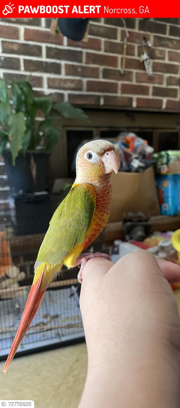 Lost Unknown Bird last seen Gale drive on Jimmy Carter near next papa John’s , Norcross, GA 30093