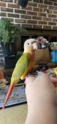 Lost Unknown Bird last seen Gale drive on Jimmy Carter near next papa John’s , Norcross, GA 30093