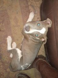 Lost Male Dog last seen Star school, Navajo restvation line, by the road to GRAND FALLS, Flagstaff, AZ 86004