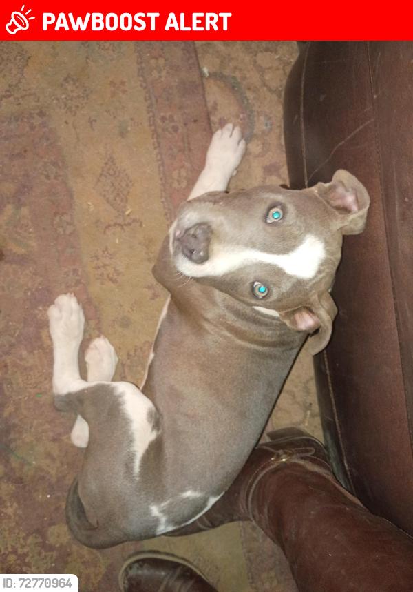 Lost Male Dog last seen Star school, Navajo restvation line, by the road to GRAND FALLS, Flagstaff, AZ 86004