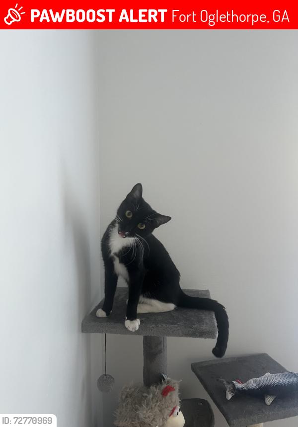 Lost Female Cat last seen Woods behind scenic suds on battlefield pkwy & dietz rd, Fort Oglethorpe, GA 30742
