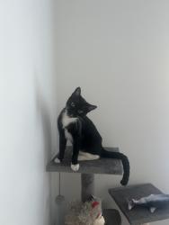 Lost Female Cat last seen Woods behind scenic suds on battlefield pkwy & dietz rd, Fort Oglethorpe, GA 30742