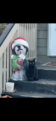 Lost Male Cat last seen  , Powder Springs, GA 30127