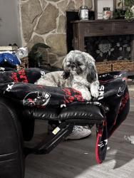Lost Female Dog last seen 5th street 1416 Rosenberg , Rosenberg, TX 77471