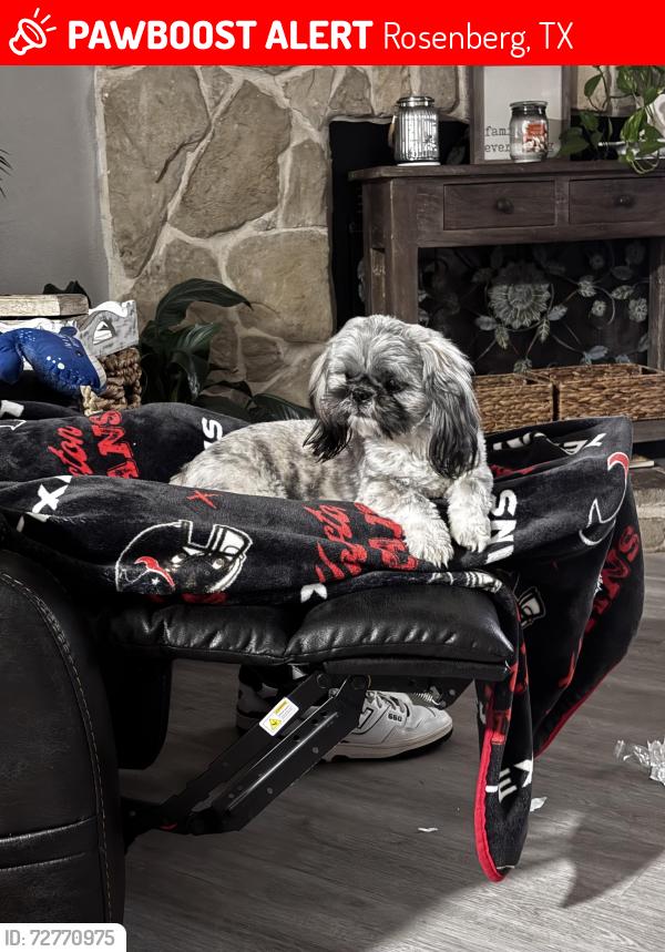 Lost Female Dog last seen 5th street 1416 Rosenberg , Rosenberg, TX 77471