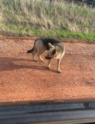 Found/Stray Unknown Dog last seen Cedar valley, western avenue, broadway, , Guthrie, OK 73044