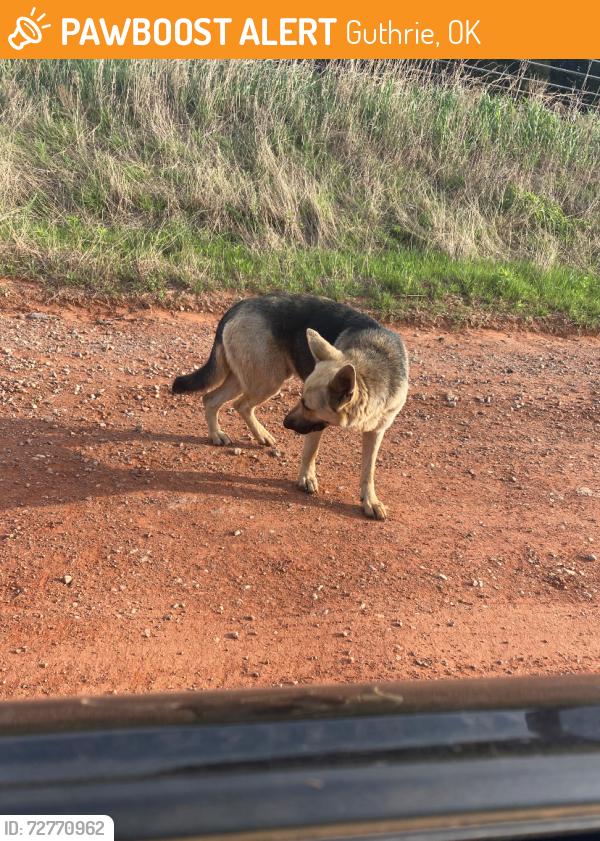 Found/Stray Unknown Dog last seen Cedar valley, western avenue, broadway, , Guthrie, OK 73044