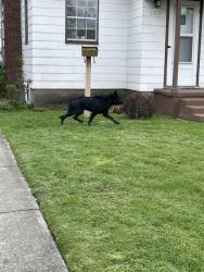Found/Stray Unknown Dog last seen Audubon elementary, Spokane, WA 99205