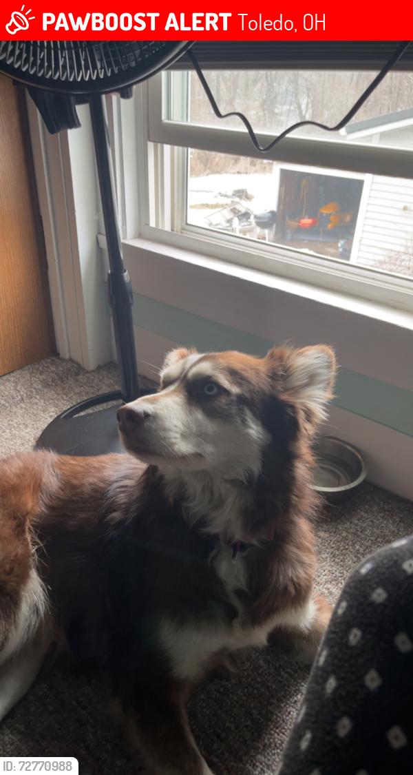 Lost Male Dog last seen may st , Toledo, OH 43614