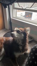 Lost Male Dog last seen may st , Toledo, OH 43614