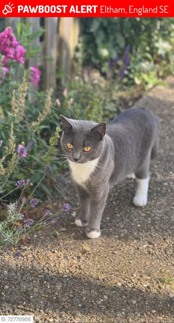 Lost Female Cat last seen Rochester way Eltham , Eltham, England SE9