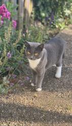 Lost Female Cat last seen Rochester way Eltham , Eltham, England SE9