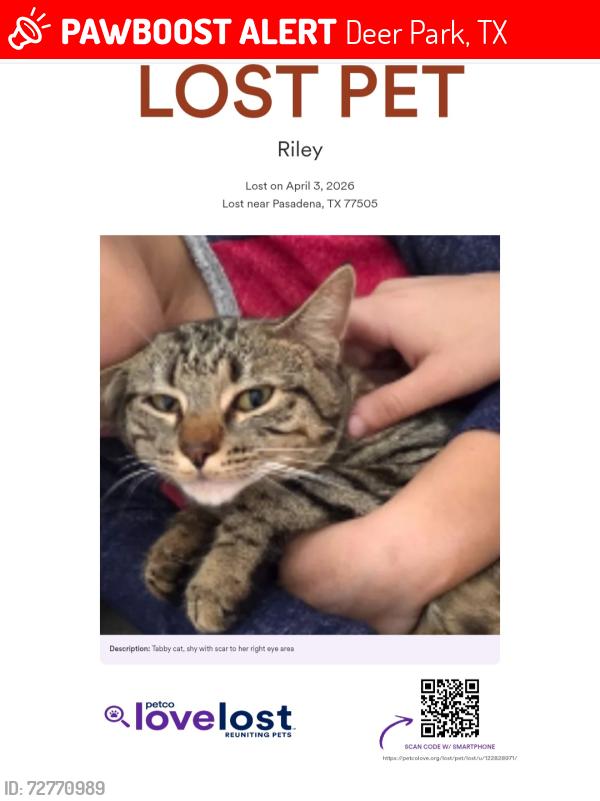 Lost Female Cat last seen Spencer and Center, Deer Park, TX 77536