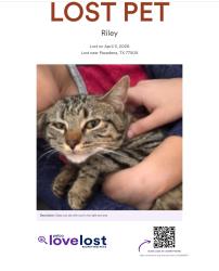 Lost Female Cat last seen Spencer and Center, Deer Park, TX 77536
