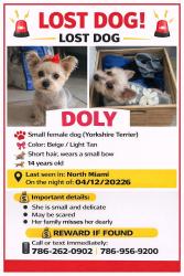 Lost Female Dog last seen North miami, North Miami, FL 33161