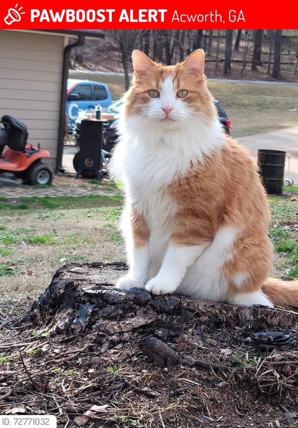 Lost Male Cat last seen Spinnaker way, Acworth, GA 30102