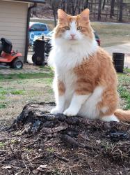 Lost Male Cat last seen Spinnaker way, Acworth, GA 30102