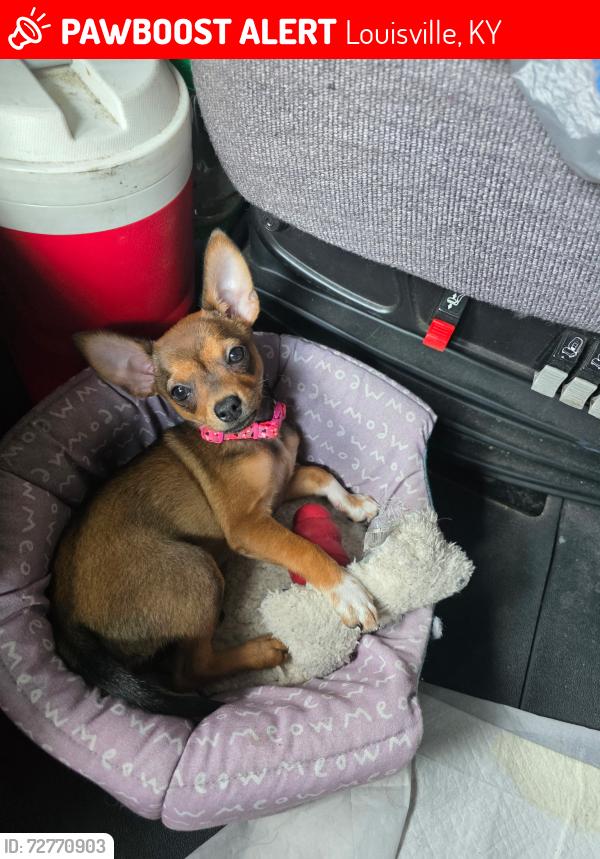 Lost Female Dog last seen Barrett Lane by the Walmart in Valley Station , Louisville, KY 40272
