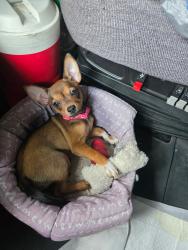 Lost Female Dog last seen Barrett Lane by the Walmart in Valley Station , Louisville, KY 40272