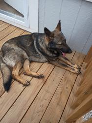 Found/Stray Male Dog last seen TJ Ma warehouse , San Antonio, TX 78214