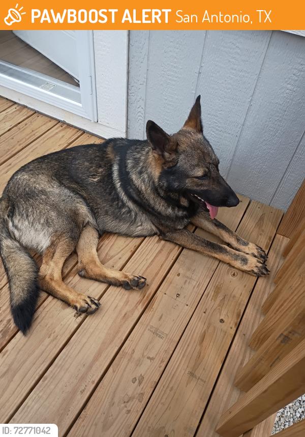 Found/Stray Male Dog last seen TJ Ma warehouse , San Antonio, TX 78214