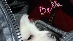 Lost Female Dog last seen by city hall and park in jonesboro, Jonesboro, GA 30236