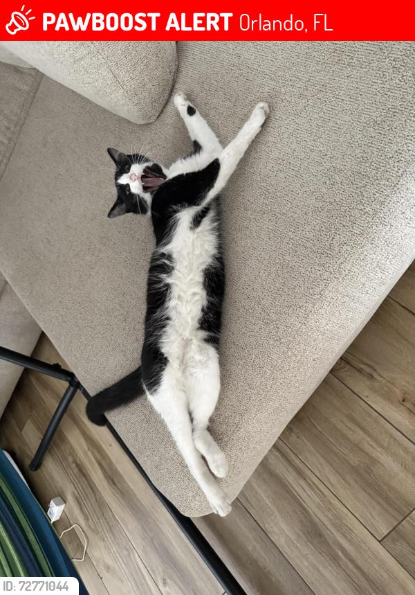 Lost Male Cat last seen Golden road with semoran, Orlando, FL 32822