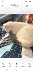 Lost Male Cat last seen Del Moro / Trujal, Sahuarita, AZ 85629